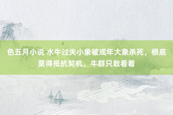 色五月小说 水牛过失小象被成年大象杀死，根底莫得抵抗契机，牛群只敢看着