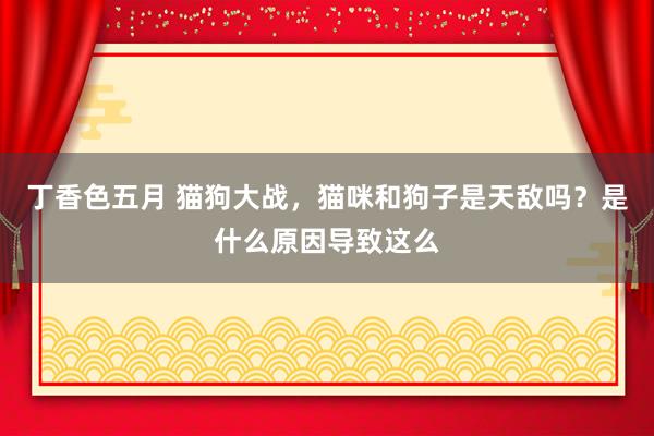 丁香色五月 猫狗大战，猫咪和狗子是天敌吗？是什么原因导致这么