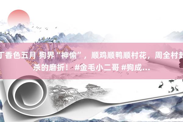 丁香色五月 狗界“神偷”，顺鸡顺鸭顺村花，周全村封杀的磨折！ #金毛小二哥 #狗成...